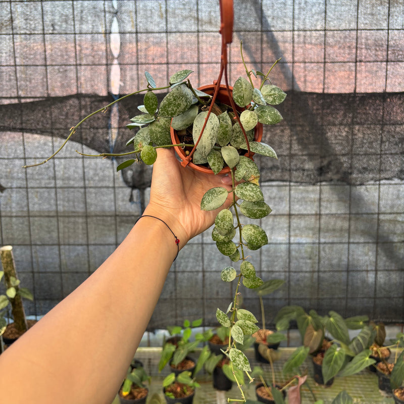 FS64-9 Hoya Lacunosa Silver Lime