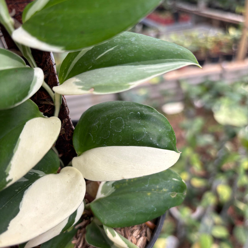 Scindapsus Treubii Albo