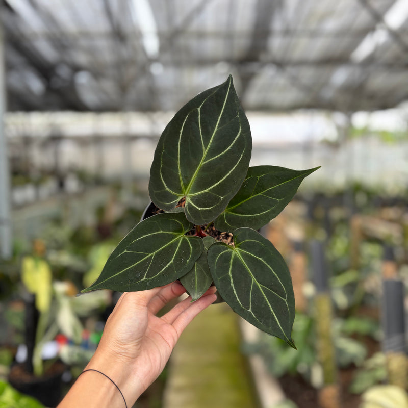 FS54-10	Anthurium KOS x Papilillaminum