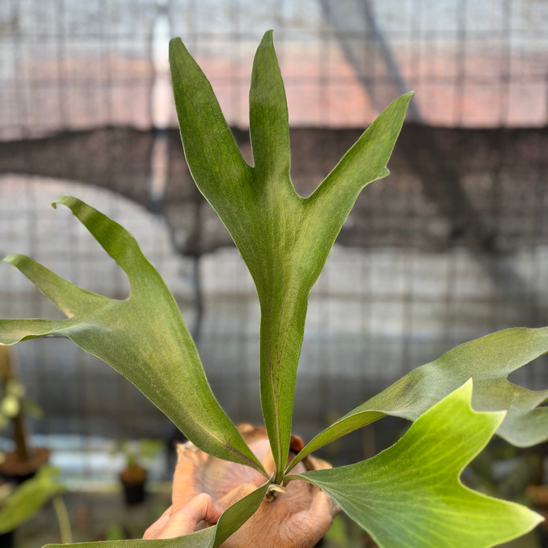 FS68-9 Platycerium Walichii