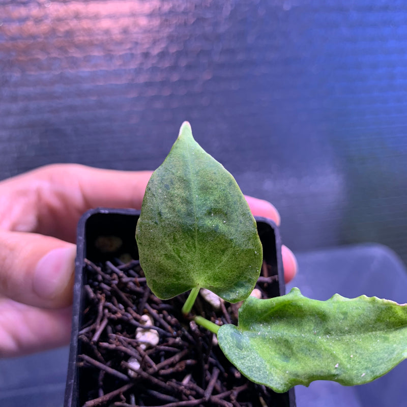 FS66-8 Anthurium Red Hawk x Blue Papilillaminum Mint