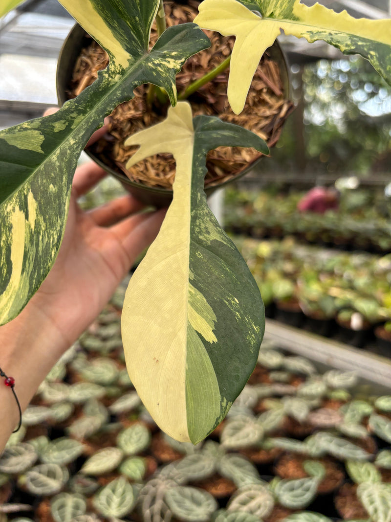 Philodendron Florida Beauty x Joepii