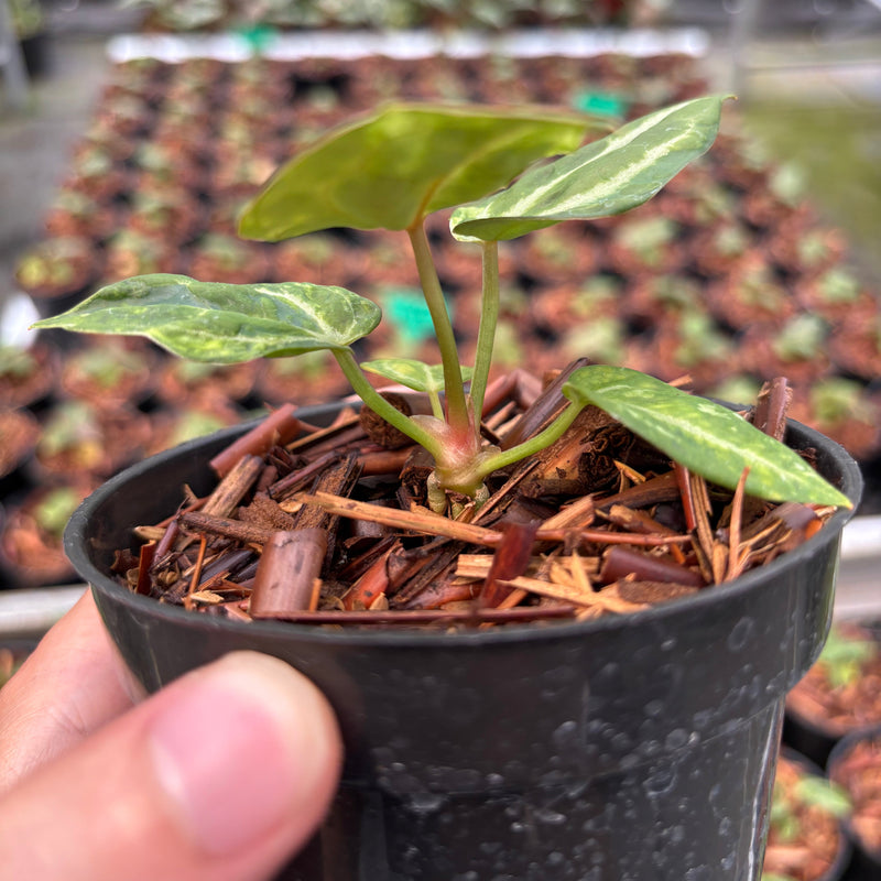 Anthurium SKG Self