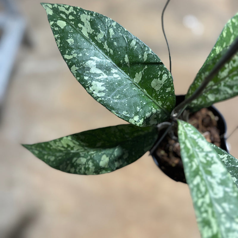 Hoya SP Aceh Lover Tears