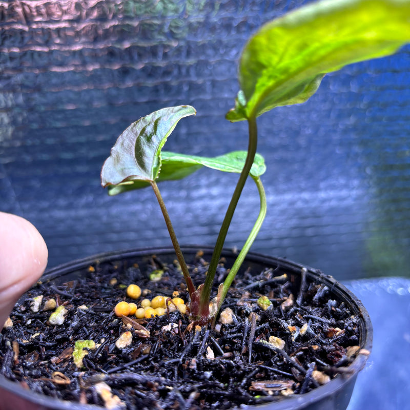 FS79-9 Anthurium Portilae Indo x Forgetti Variegated