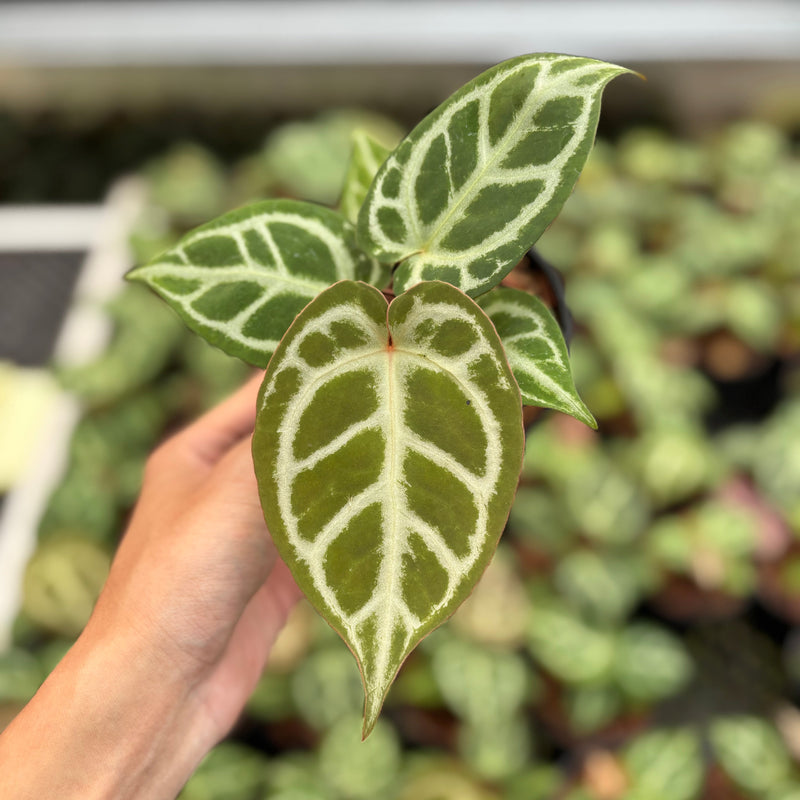 Anthurium Magnificum Silver x Red Crystallinum (HU)