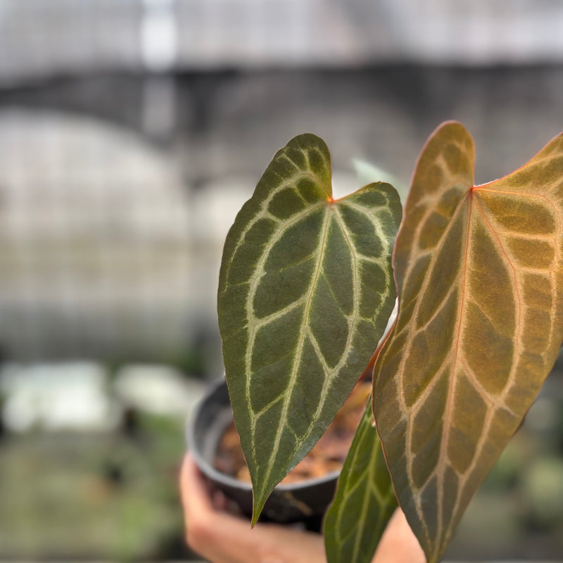 FS44-10	Anthurium BVIT x Zara Michelle
