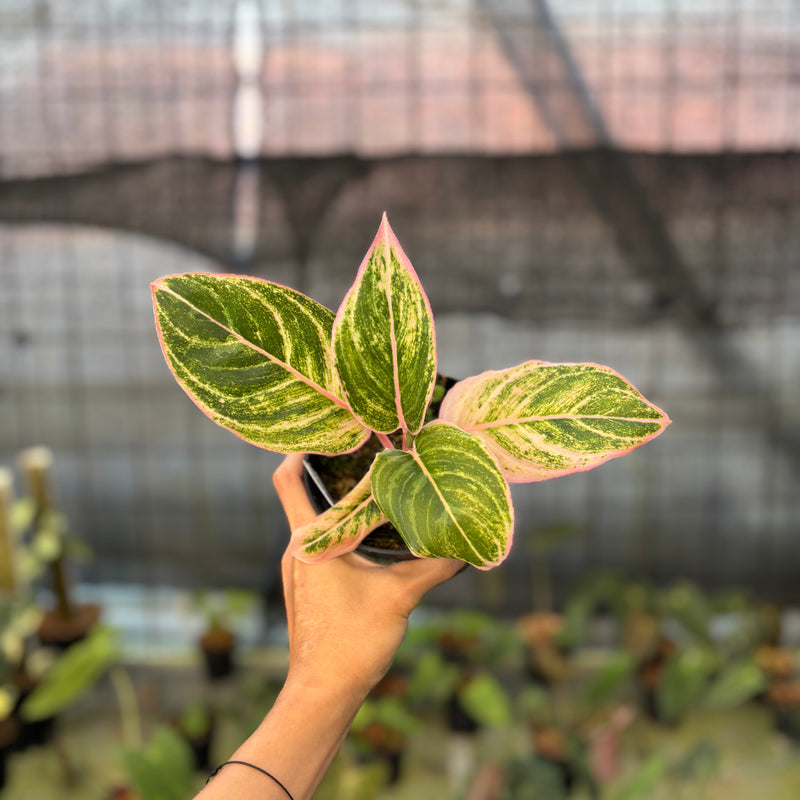 FS67-9 Aglaonema Dejavu