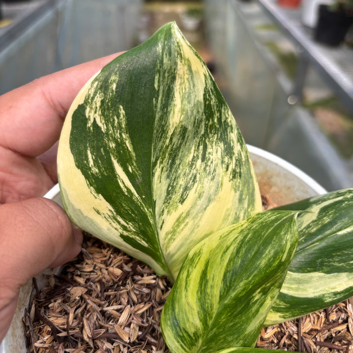 FS015-3 Scindapsus Marble