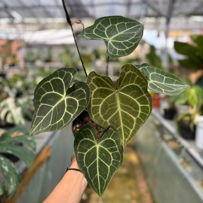 FS019-3 Anthurium Clarinervium x Warocqueanum