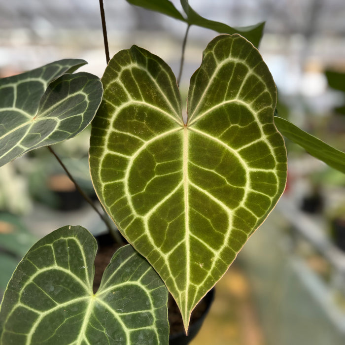 FS019-3 Anthurium Clarinervium x Warocqueanum