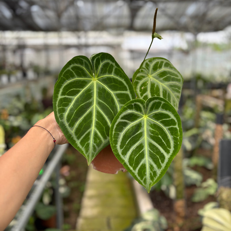 FS60-10	Anthurium Crystallinum x Domino