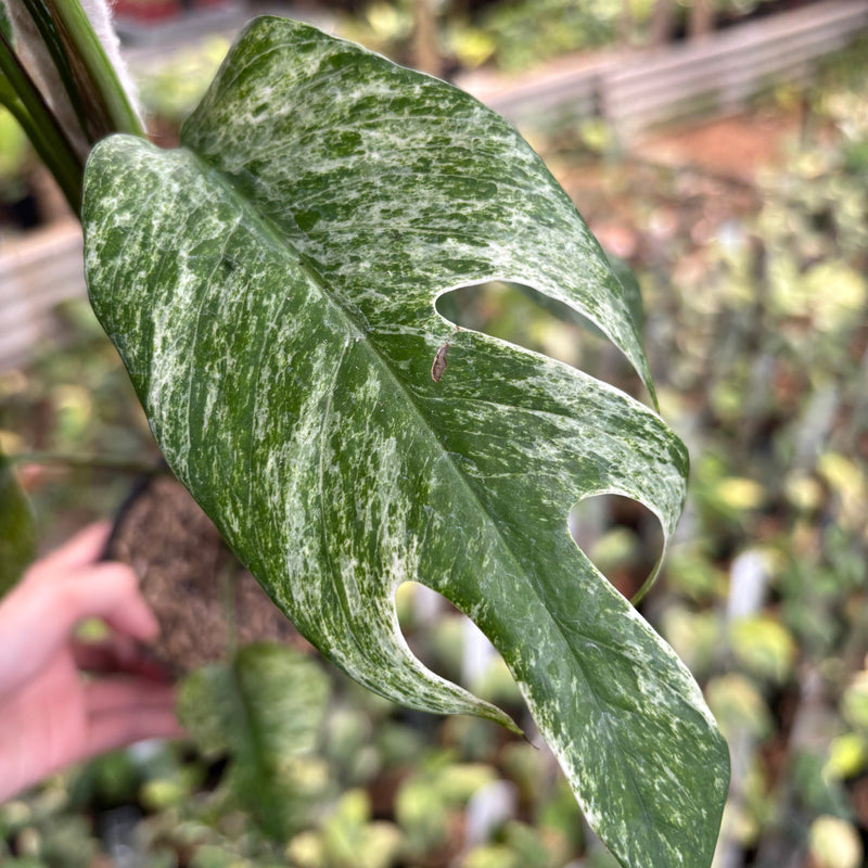 Epipremnum Pinnatum White Dagger