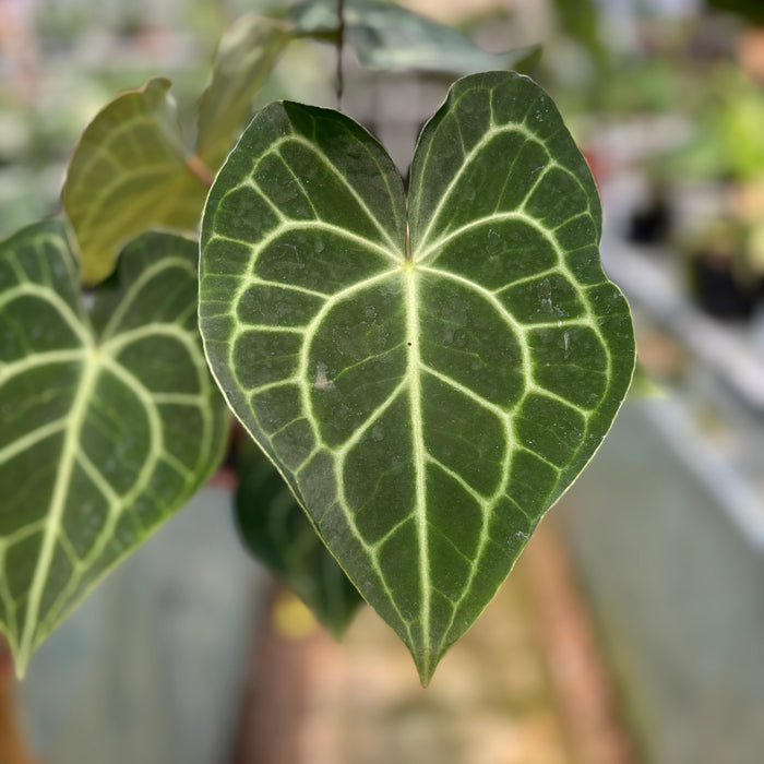 FS019-3 Anthurium Clarinervium x Warocqueanum
