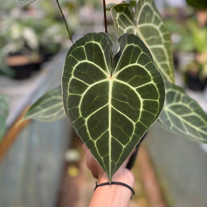 FS019-3 Anthurium Clarinervium x Warocqueanum