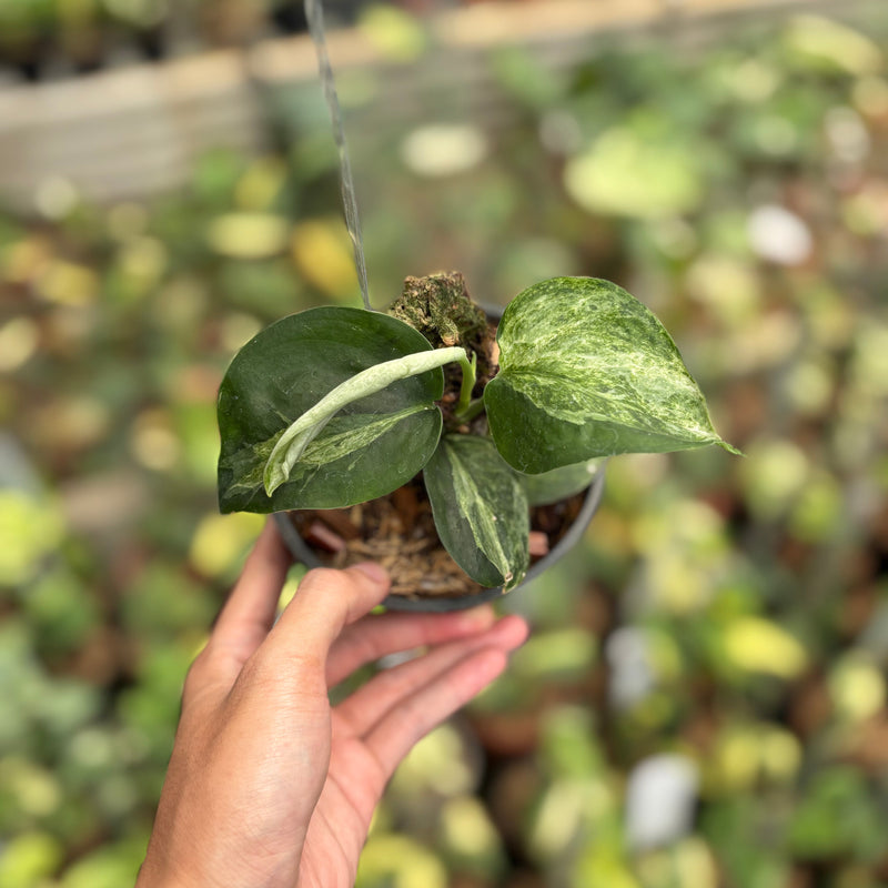 Scindapsus White Lava