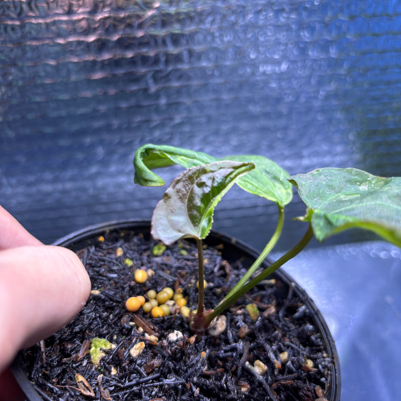 FS79-9 Anthurium Portilae Indo x Forgetti Variegated