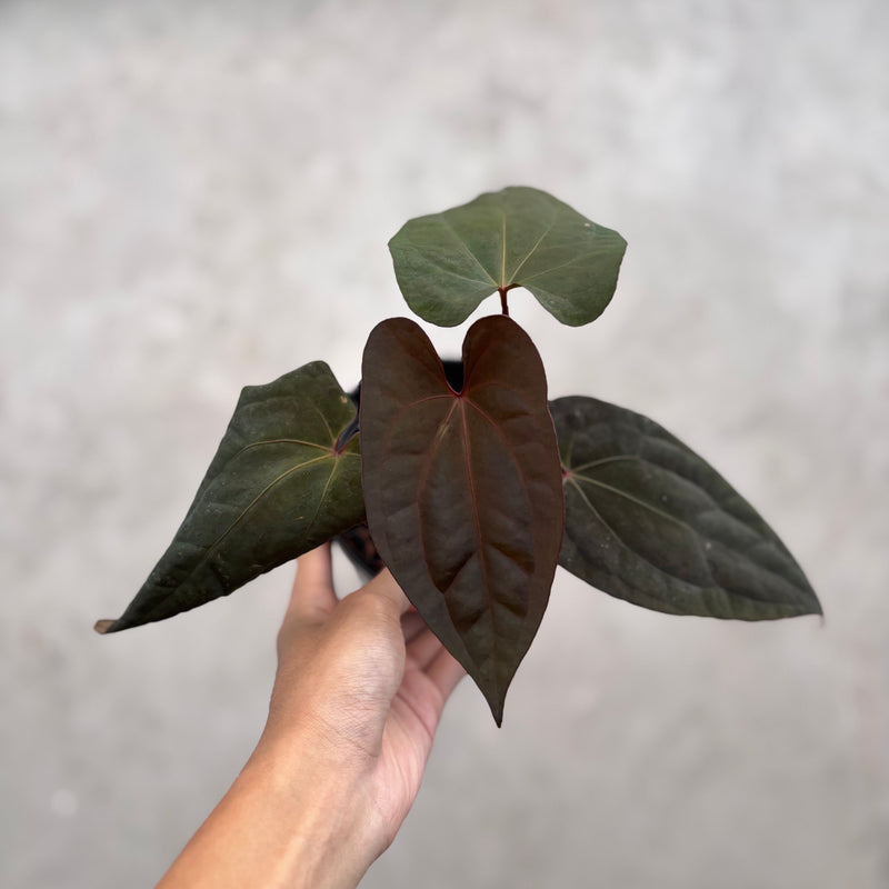 Anthurium Night Dragon