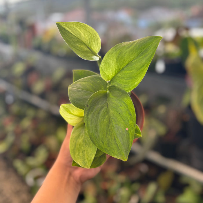 Scindapsus Mint