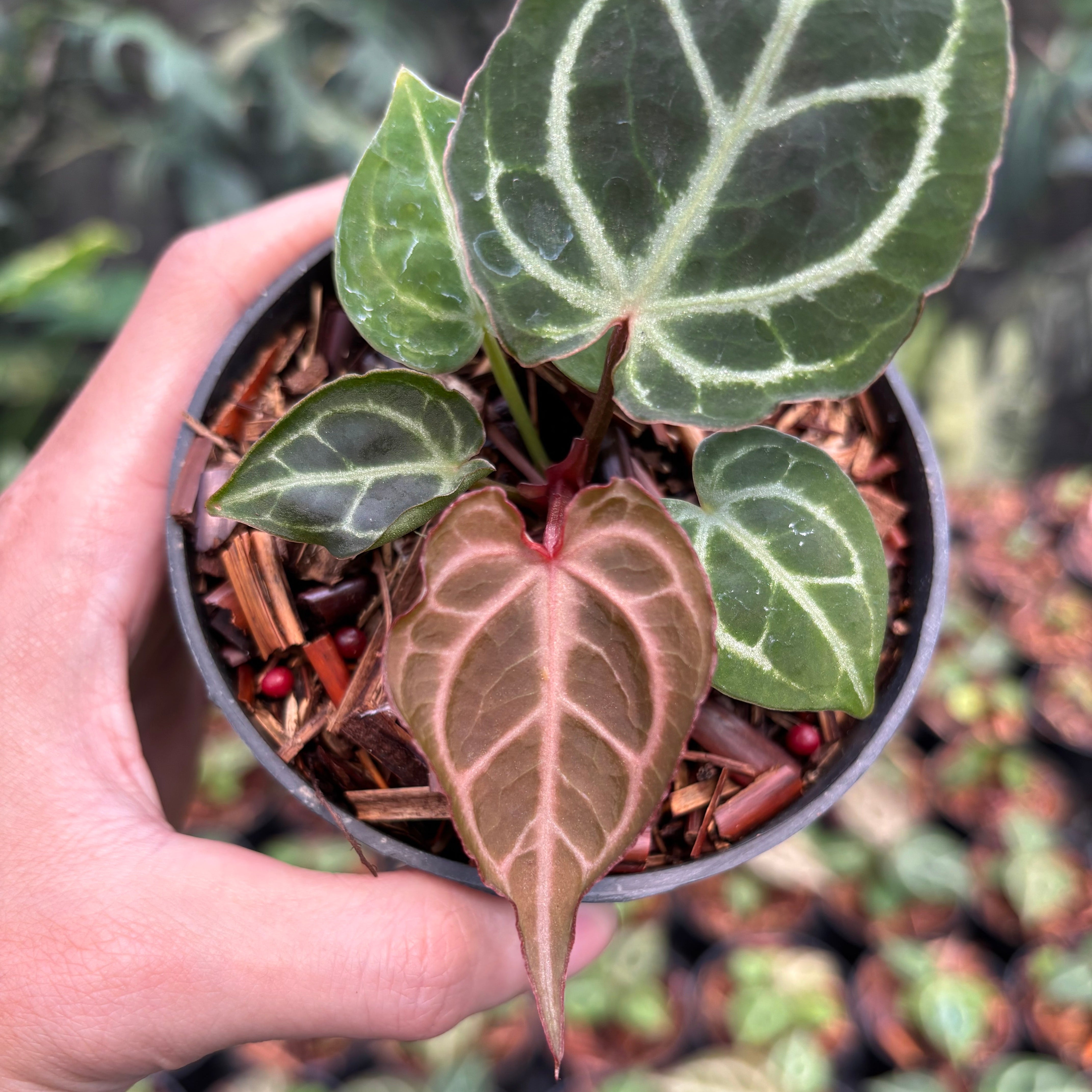 Anthurium Red Tiger✖️KOS✖️Red Crystallinum Anthurium Red Crystallinum (HU) 01 x Red Tiger — Aroidasia