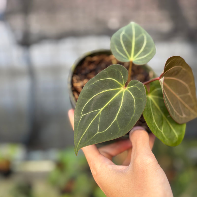 FS48-9 Anthurium King Of Spades