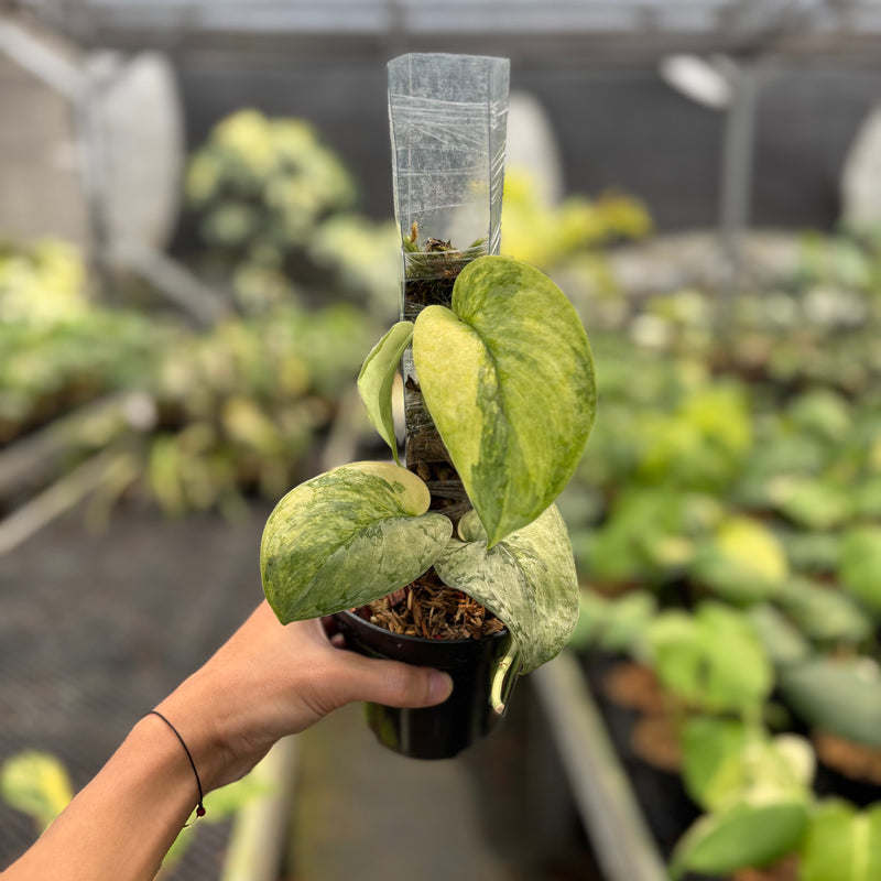 Scindapsus Nirmala