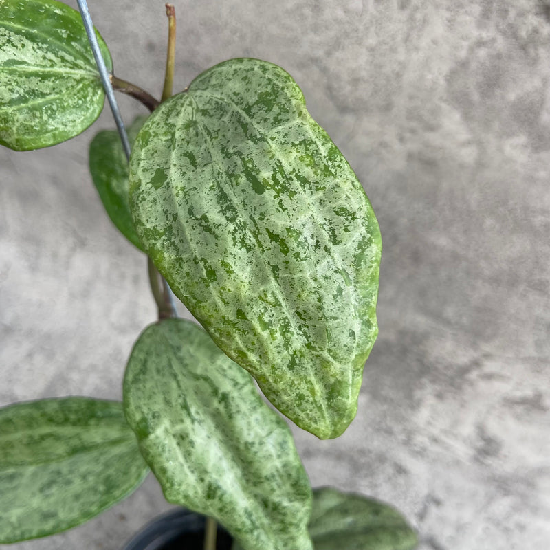 FS12-10 Hoya Macrophylla High Splash