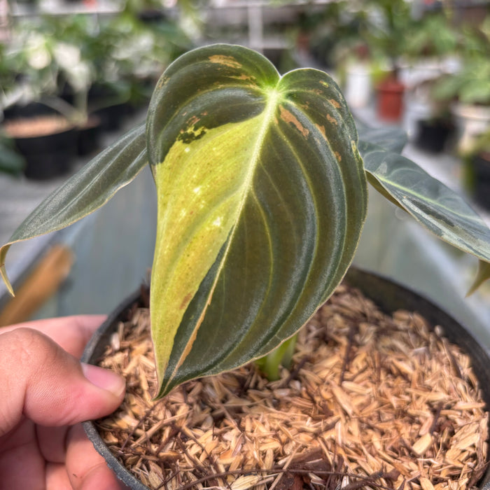 FS003-3 Philodendron Melanochrysum variegated