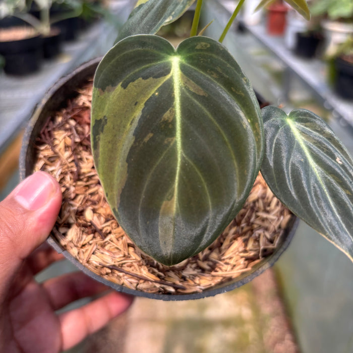 FS003-3 Philodendron Melanochrysum variegated