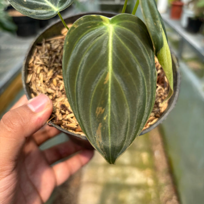 FS003-3 Philodendron Melanochrysum variegated