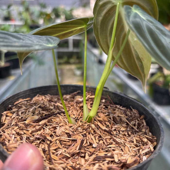 FS003-3 Philodendron Melanochrysum variegated