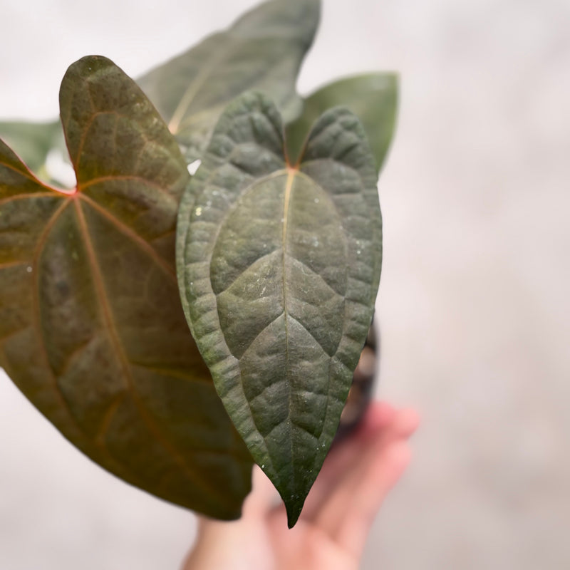 Anthurium RVDP x Black Muscle