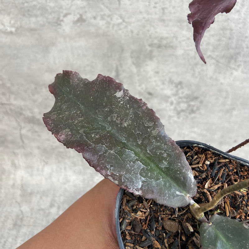 FS26-10 Hoya Undulata Red B