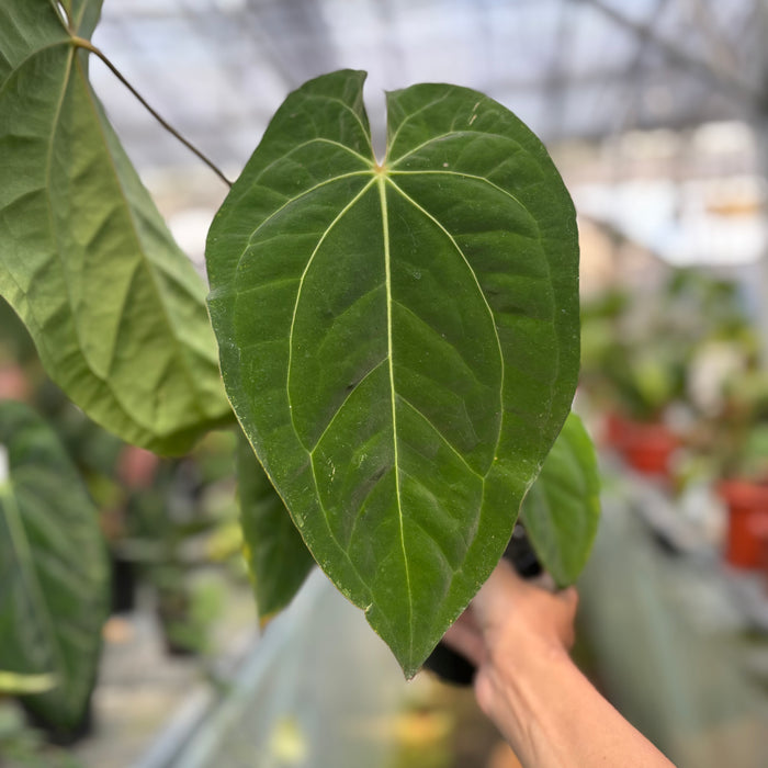 FS013-3 Anthurium Crystallinum x Dark Phoenix