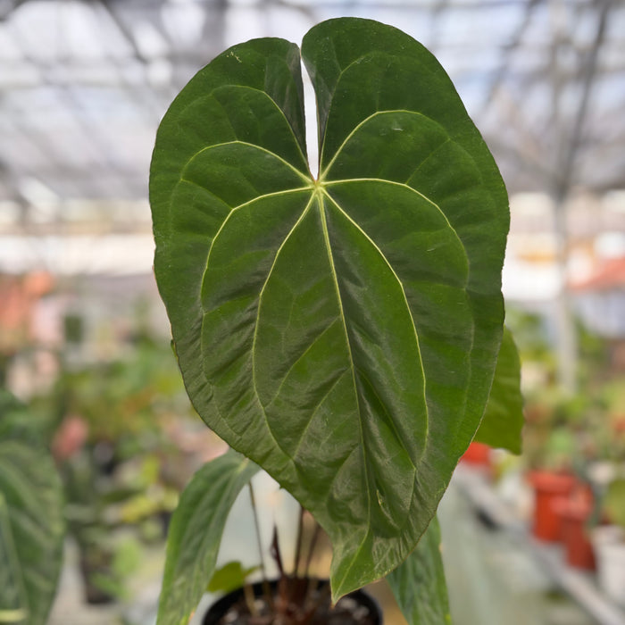 FS013-3 Anthurium Crystallinum x Dark Phoenix