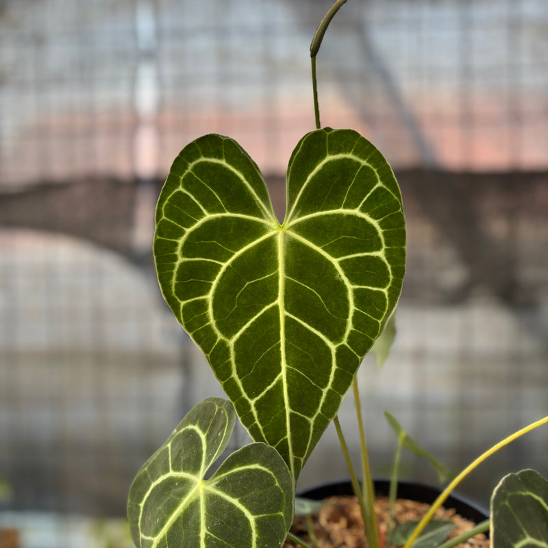 FS62-9 Anthurium Clarinervium Medium Size