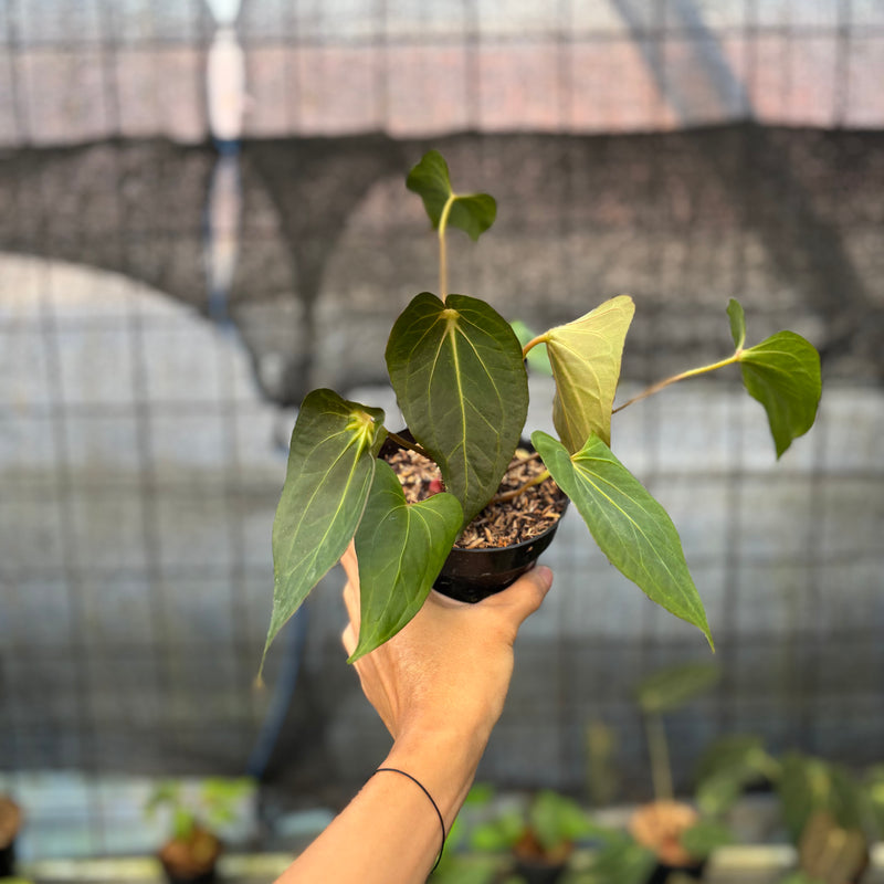 FS52-9 Anthurium Red Spider Selected