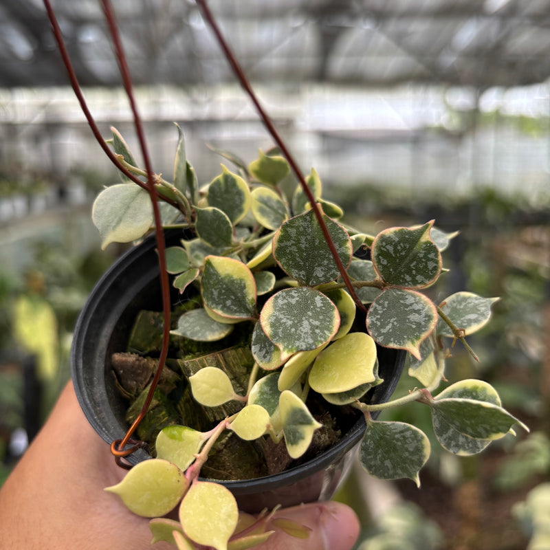 FS66-10	Hoya Curtisii Albomarginata "Tiara"