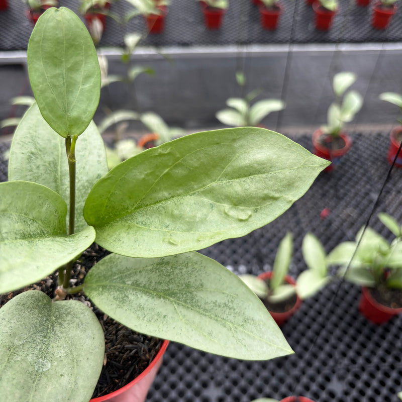 Hoya Elliptica x Glabra "ELLIRA"