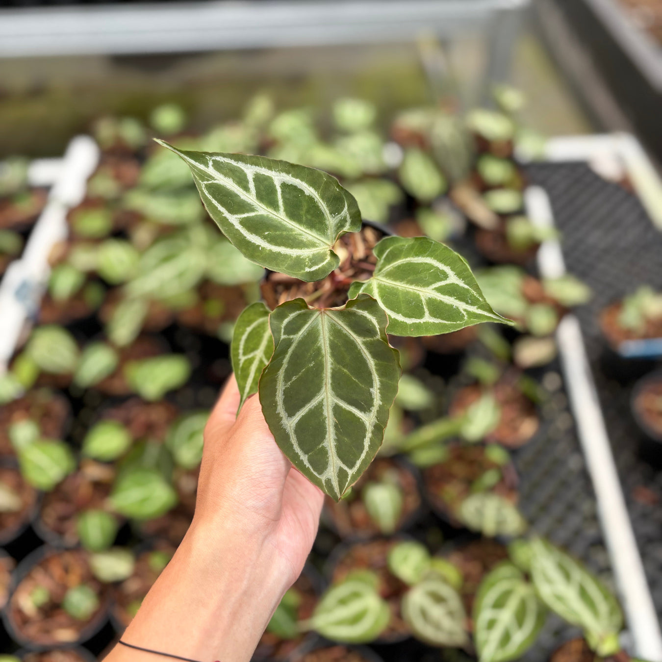 All Anthurium
