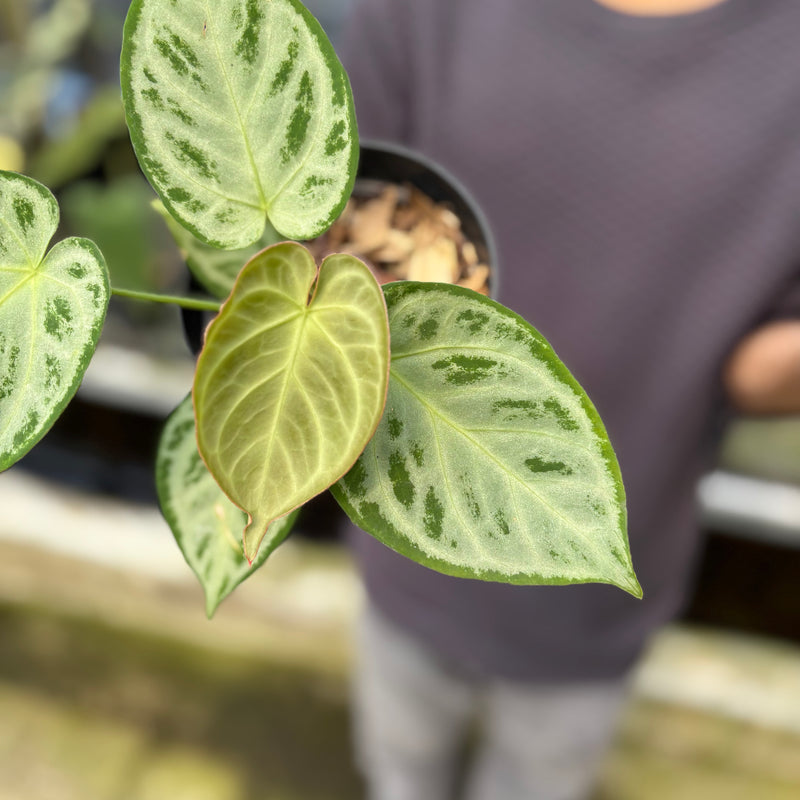 FS49-9 Anthurium Silver Chrome Full Silver (2 pcs)