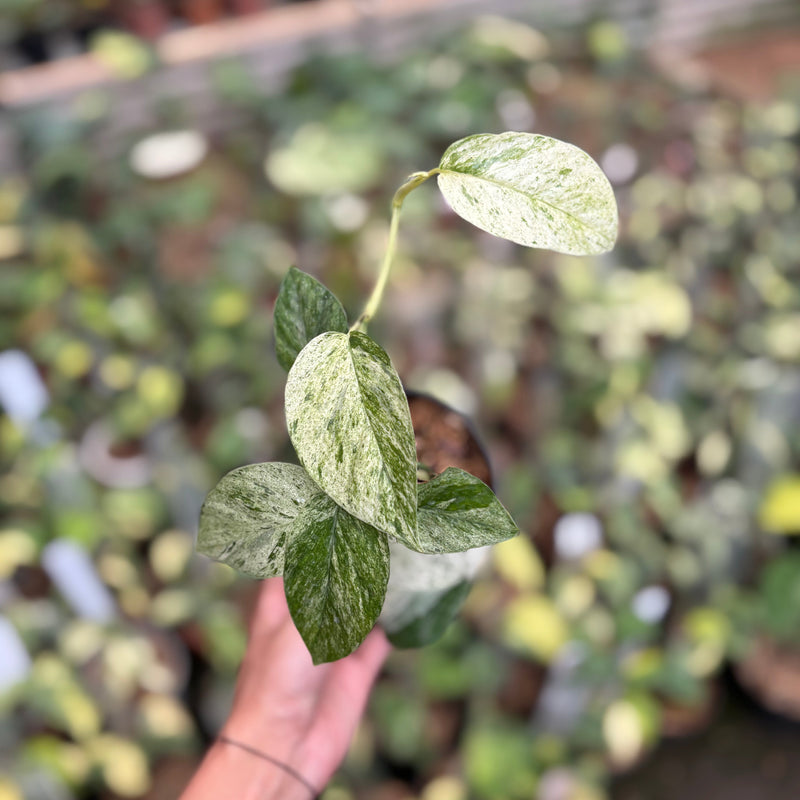 Epipremnum Pinnatum Hanoman
