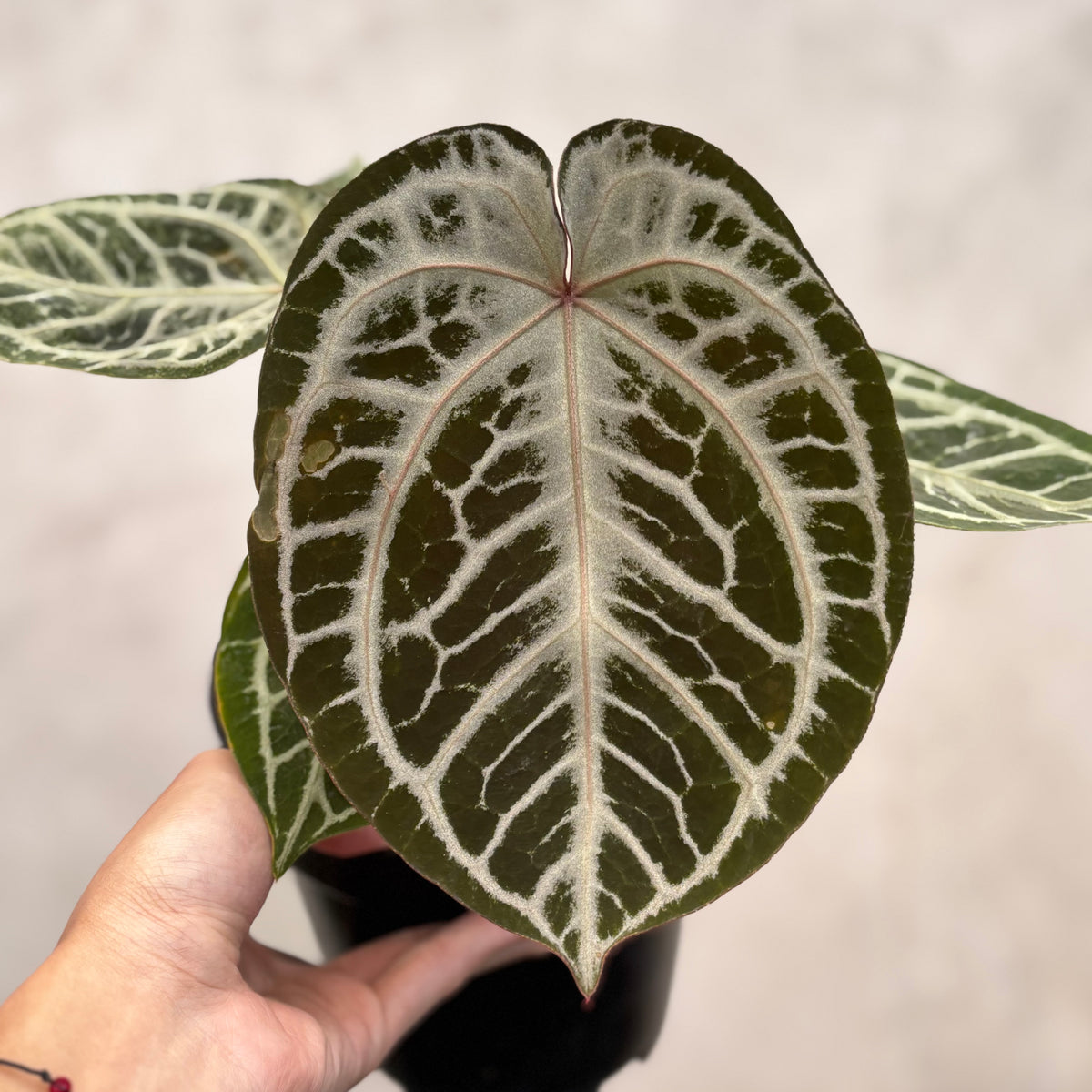 Anthurium Red Tiger Super Selected — Aroidasia