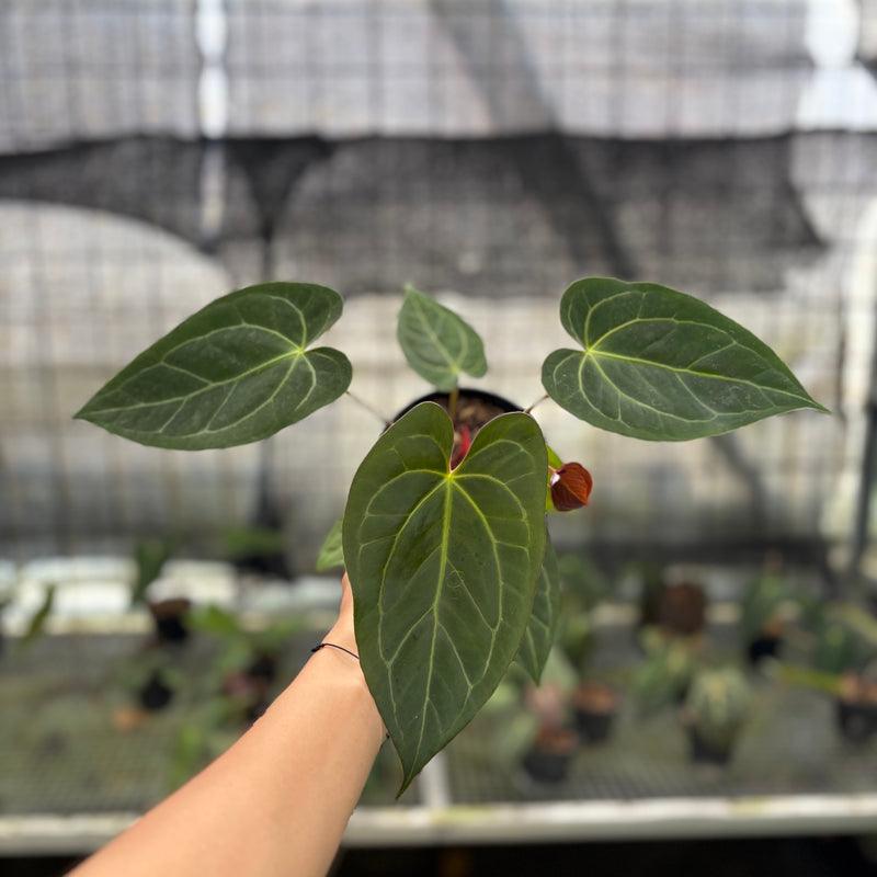 FS45-10	Anthurium Papilillaminum Xone