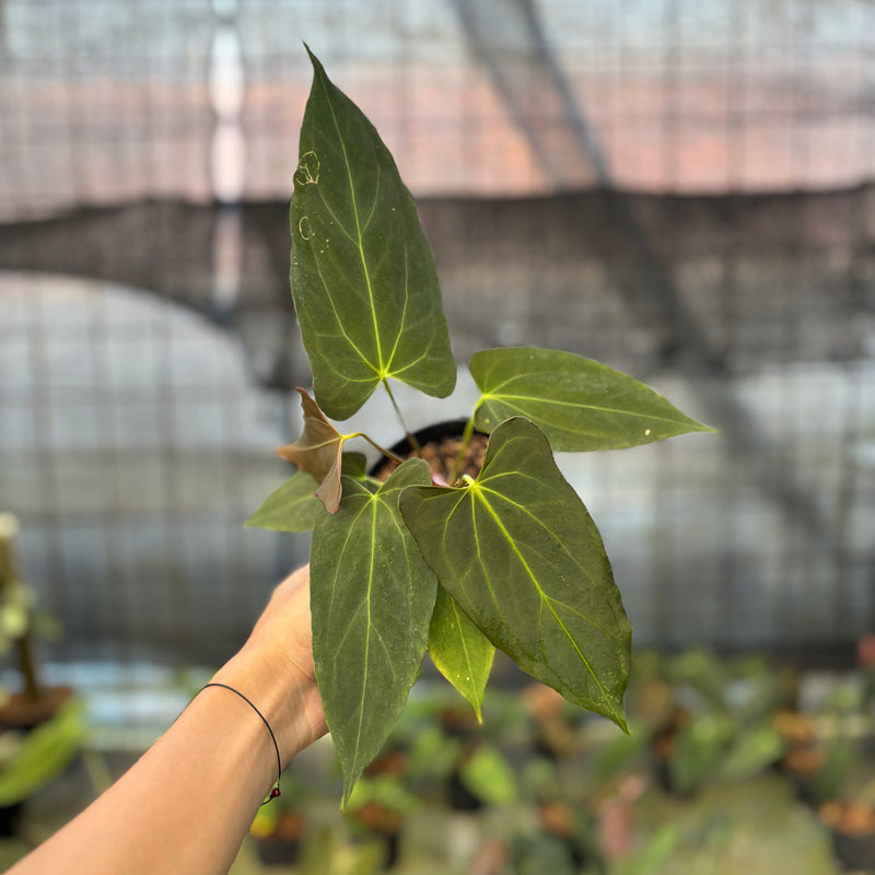 FS66-9 Anthurium Fortsherman x GOG