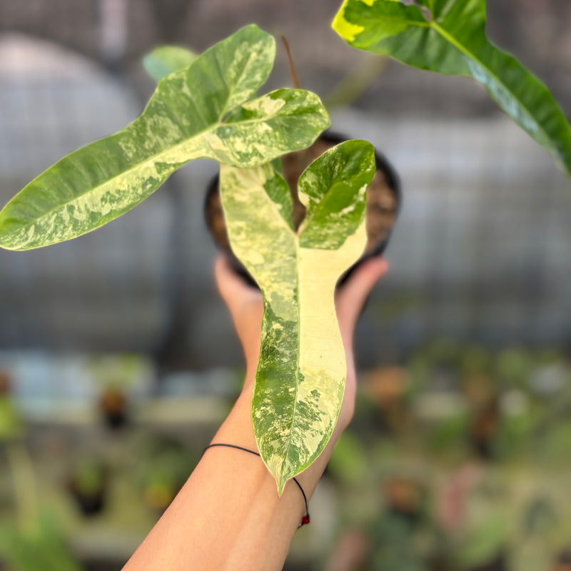 FS57-9 Philodendron Domesticum x Atabaphoense Variegated