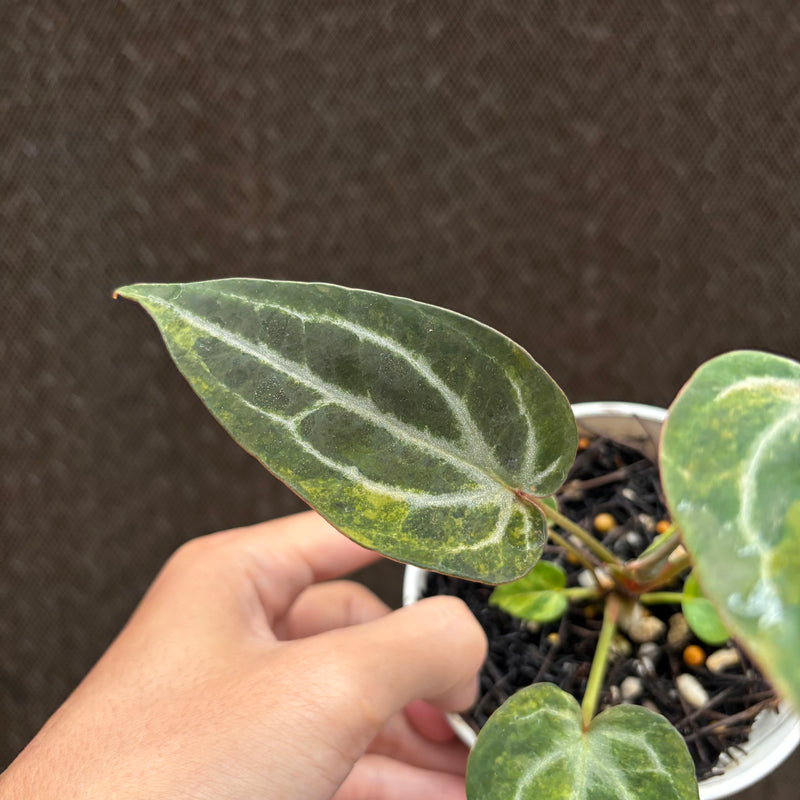 FS76-10 Anthurium BVIT x Michelle Variegated