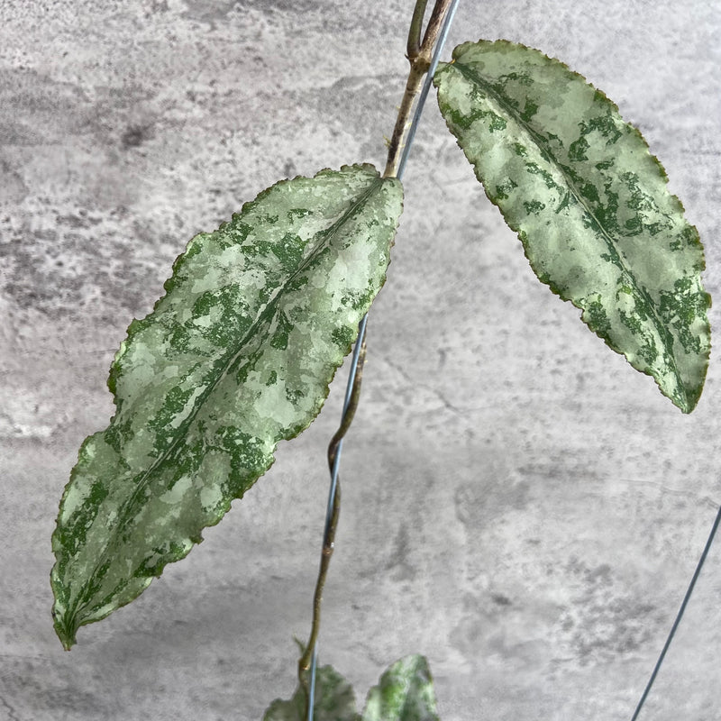 FS28-10 Hoya Undulata Silver B
