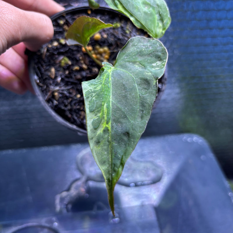 FS79-9 Anthurium Portilae Indo x Forgetti Variegated