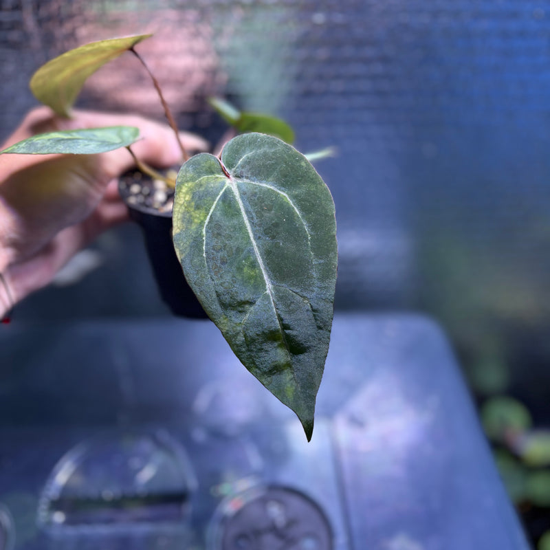 FS82-10 Anthurium Black Venom x Michelle Variegated